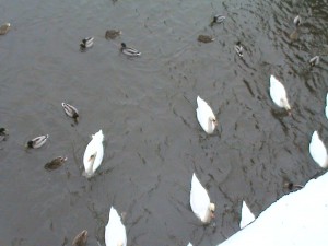 DSC00425